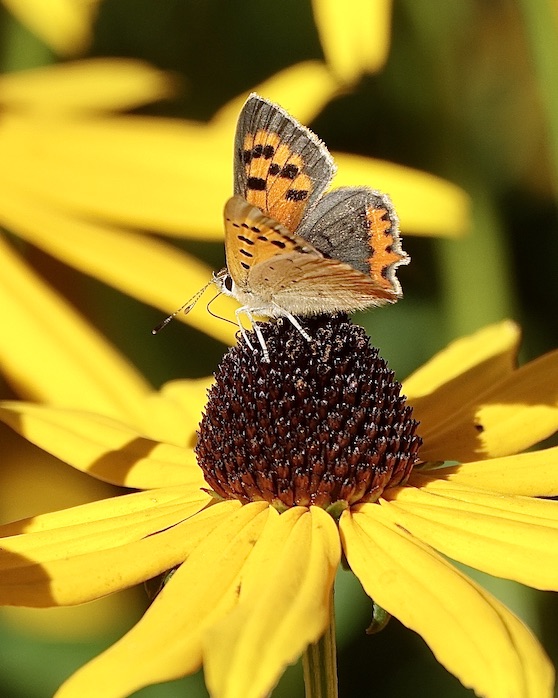 small copper